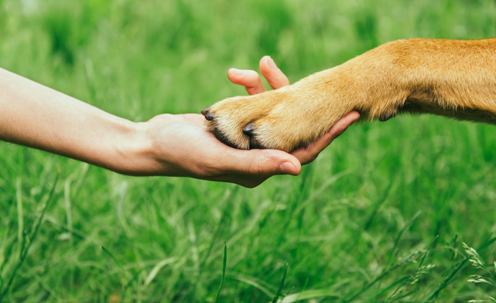 Best Paw Balm for Dogs With Allergies: Soothing Relief That Works