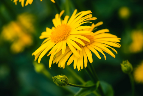 Arnica for Under-Eye Puffiness: What to Know