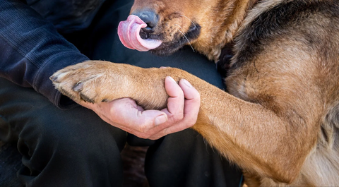 Should I Put Balm on My Dogs Paws: Essential Care Tips