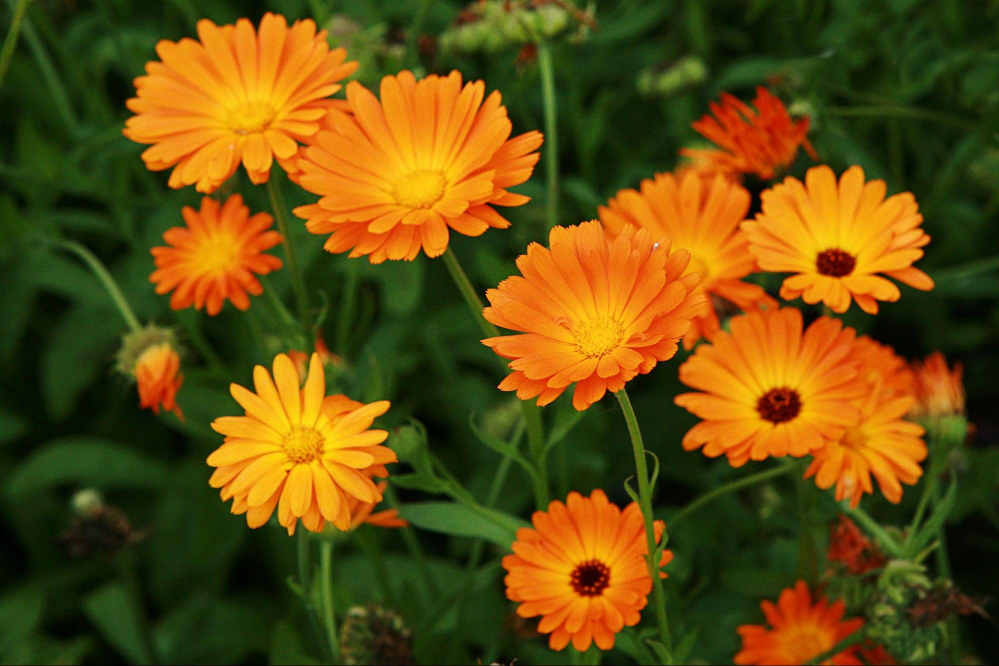 Calendula Benefits for Hair: Grow & Soothe Naturally – Legend's Creek Farm