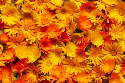 Calendula for Acne: Benefits, Risks & Tips