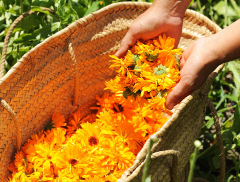 Is Calendula Good for Rosacea? Real Answers Inside