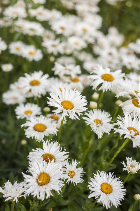 Chamomile Lotion Benefits for Skin