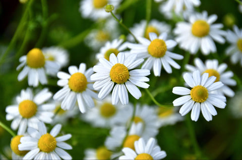 Chamomile Lotion for Hives: Benefits & Tips