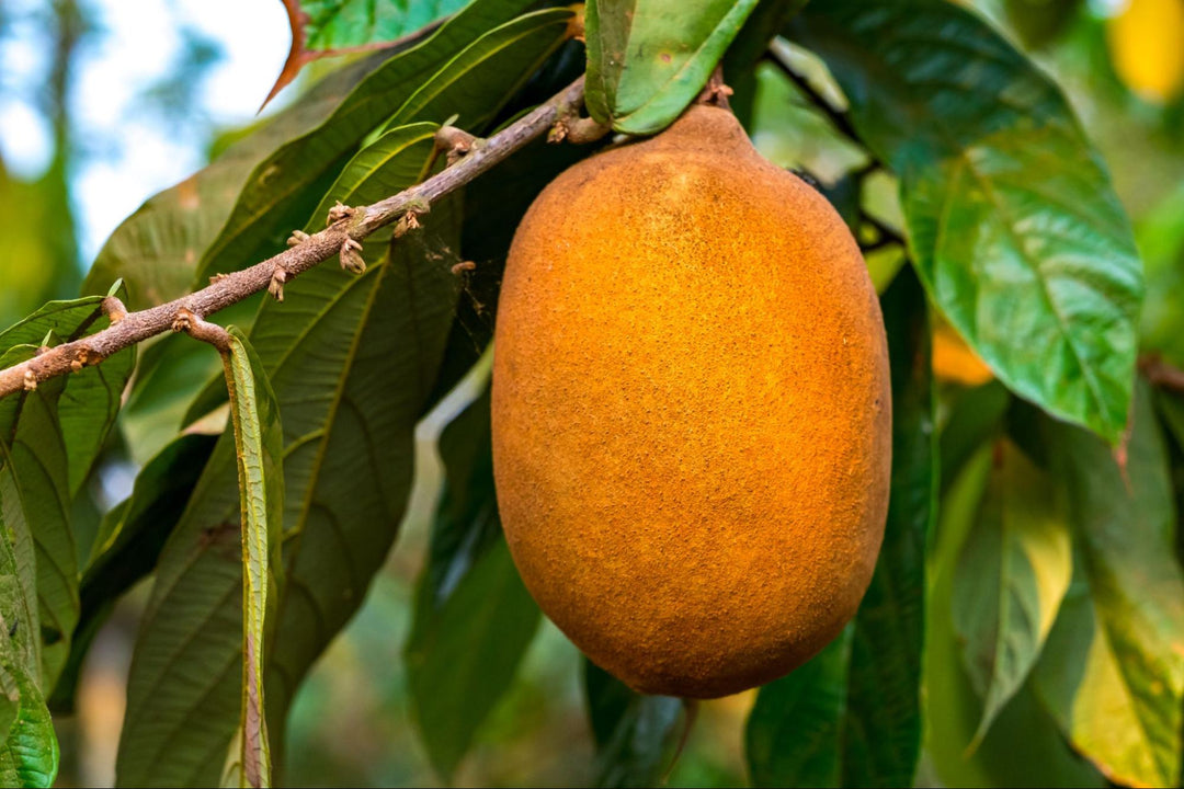 cupuacu-butter-for-hair-benefits-and-how-to-use-it-legend-s-creek-farm