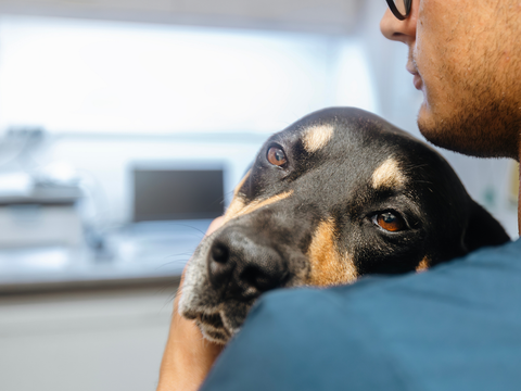 Why Is My Dog's Nose Rough and Dry?