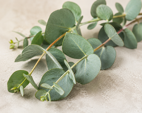 Eucalyptus benefits for skin with goat milk soap