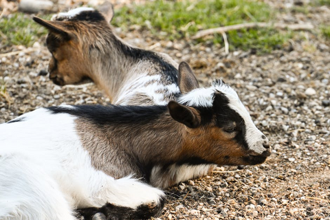 Fun Facts About Goats | Avoiding the Myths