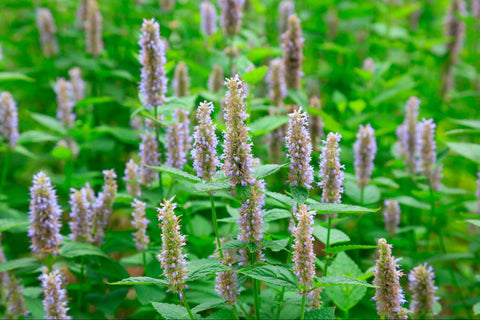Is Patchouli Good for Skin? Benefits and Who It Helps