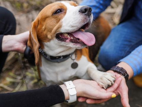 Is Paw Balm Safe for Dogs to Lick?