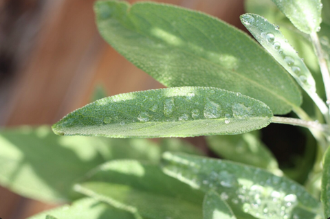 Is Sage Antimicrobial? Benefits & Uses