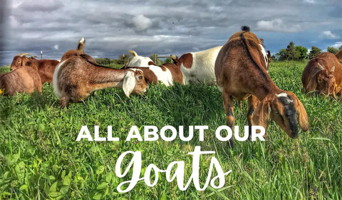 All About Our Goats