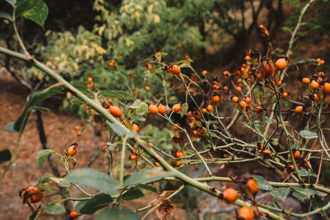 Sea Buckthorn Benefits for Brain Health
