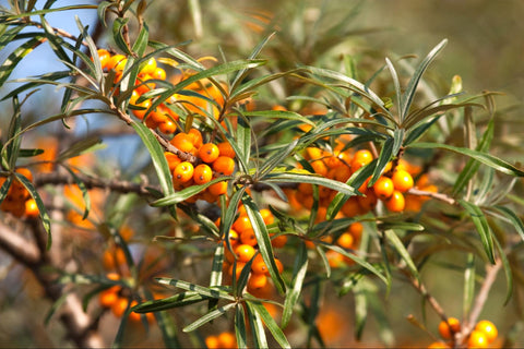 Sea Buckthorn for Acne: Benefits & How to Use