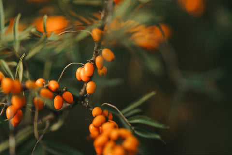 Sea Buckthorn for Constipation Relief Naturally