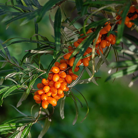Sea Buckthorn for Dry Eyes: What Actually Works