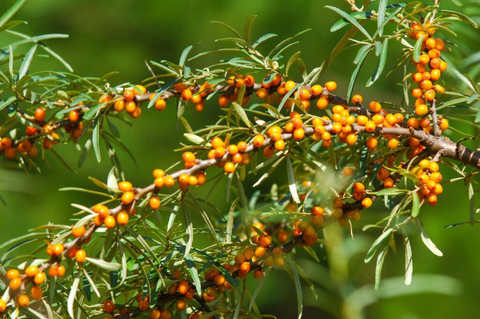 Sea Buckthorn for Weight Loss