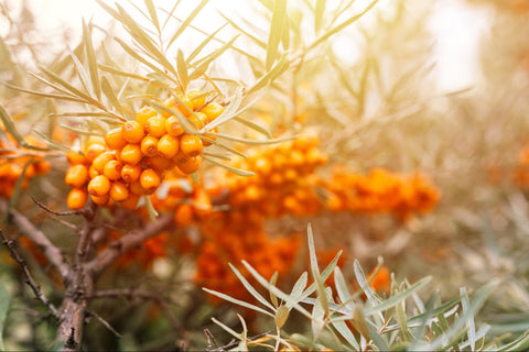 Sea Buckthorn Benefits for Women