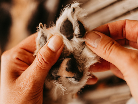 Best Dog Paw Balm Options & Safe Alternatives