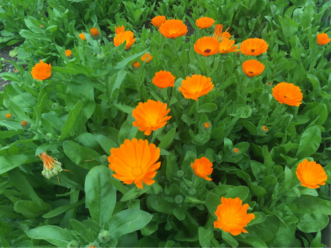What Calendula Cream Is Used For?